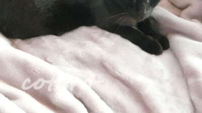 もっふもふ毛布Curume