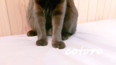 サラっと乾きやすい防水ボックスシーツ