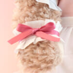 動画で作り方☆「フリル リストバンド」Sサイズシェリーメイ等の縫いぐるみに