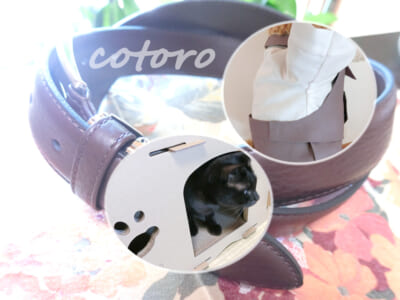 爪とぎ猫ハウスに入居♪